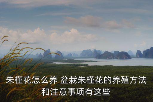 朱槿花，朱槿花花語