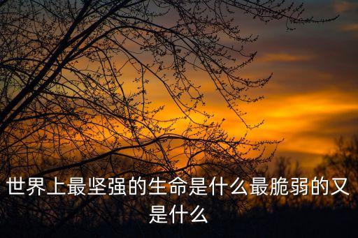 世界上最堅(jiān)強(qiáng)的生命是什么最脆弱的又是什么
