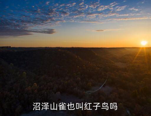 紅子鳥，沼澤山雀也叫紅子鳥嗎