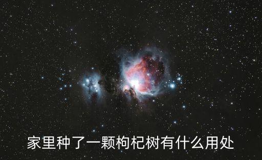 枸杞樹，南方可以種枸杞樹嗎