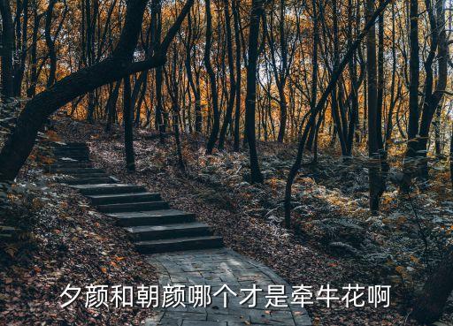 夕顏和朝顏哪個(gè)才是牽牛花啊