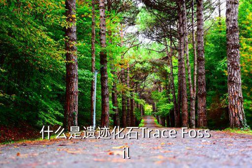 什么是遺跡化石Trace Fossil