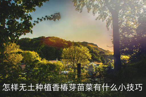 怎樣無土種植香椿芽苗菜有什么小技巧