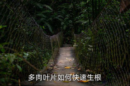 多肉葉片如何快速生根
