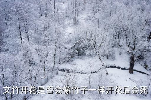 文竹開花是否會像竹子一樣開花后會死