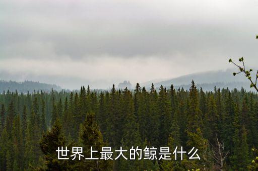 最大的鯨魚，世界上最大的鯨是什么