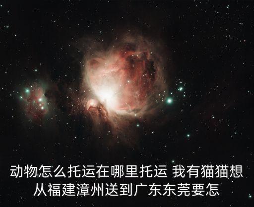 東莞寵物寄送，動物怎么托運在哪里托運 我有貓貓想從福建漳州送到廣東東莞要怎