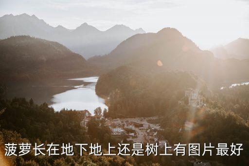 菠蘿長在地下地上還是樹上有圖片最好