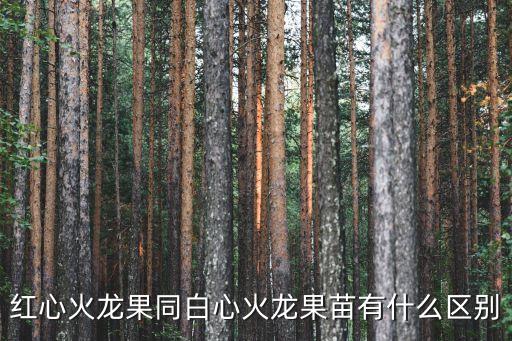 紅心火龍果同白心火龍果苗有什么區別