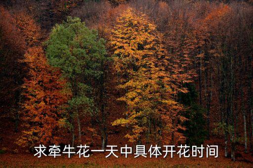 求牽牛花一天中具體開花時間