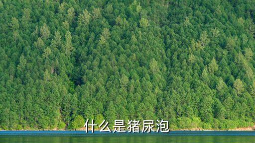 什么是豬尿泡
