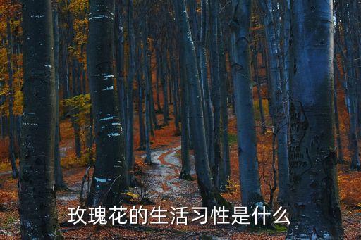玫瑰花的生活習性是什么