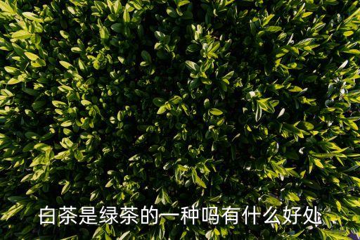 白茶的作用，白茶保質期一般多久