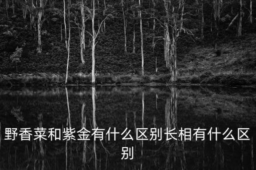 野香菜和紫金有什么區別長相有什么區別