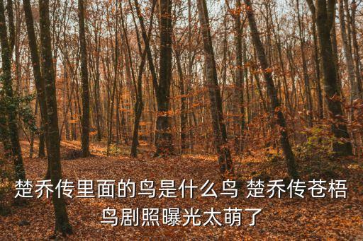 楚喬傳劇照，楚喬傳里面的鳥是什么鳥 楚喬傳蒼梧鳥劇照曝光太萌了