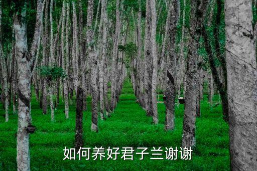 如何養好君子蘭謝謝