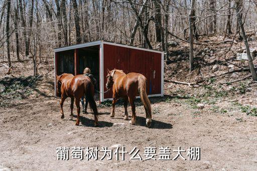 葡萄大棚，葡萄樹為什么要蓋大棚