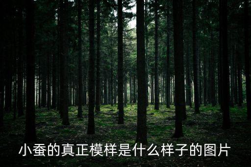 小蠶的真正模樣是什么樣子的圖片