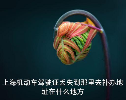 上海機動車駕駛證丟失到那里去補辦地址在什么地方