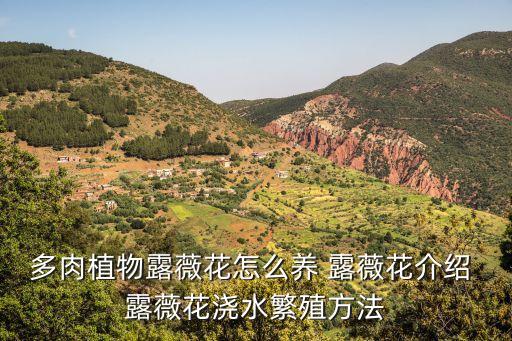 露薇花，誰知道這是什么花求告知花名 謝謝