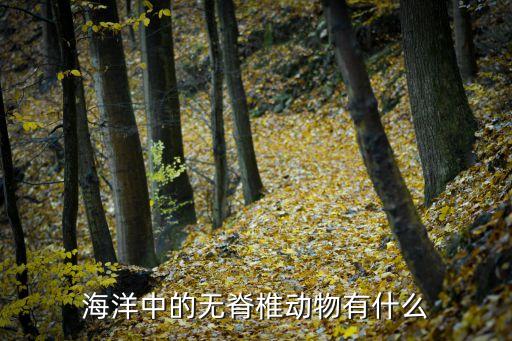 海洋無脊椎動(dòng)物，海洋中的無脊椎動(dòng)物有什么
