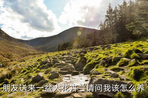 朋友送來(lái)一盆大花卉蘭請(qǐng)問(wèn)我該怎么養(yǎng)