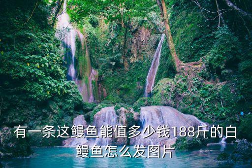 海鰻魚圖片，鰻魚長什么樣子