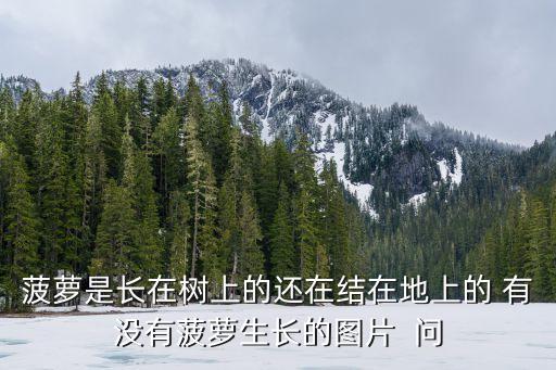 菠蘿是長在樹上的還在結(jié)在地上的 有沒有菠蘿生長的圖片  問