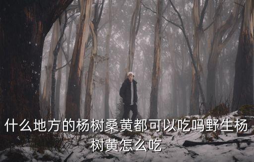 什么地方的楊樹桑黃都可以吃嗎野生楊樹黃怎么吃