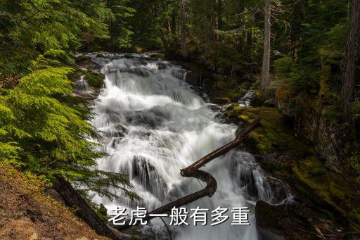 老虎體重，老虎的重量是多少