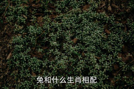 兔屬相，兔子屬相什么的