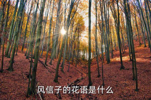 白色風信子花語，白色風信子的花語是什么