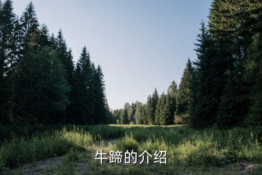 牛蹄的介紹