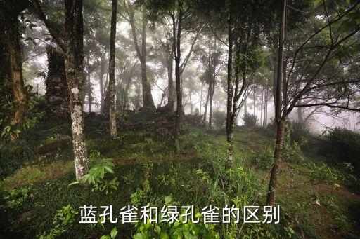 藍孔雀和綠孔雀的區別