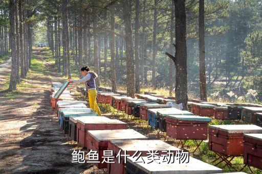 鮑魚是什么類動物