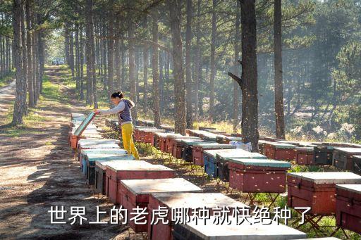 世界上的老虎哪種就快絕種了