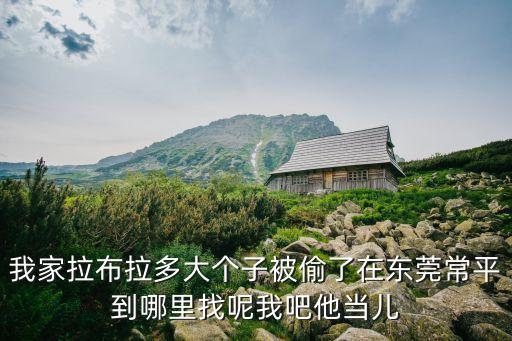我家拉布拉多大個(gè)子被偷了在東莞常平到哪里找呢我吧他當(dāng)兒