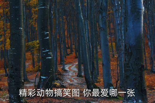 動物搞笑圖片，精彩動物搞笑圖 你最愛哪一張