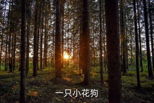 一只小花狗