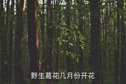 野葛花，野生葛花幾月份開花