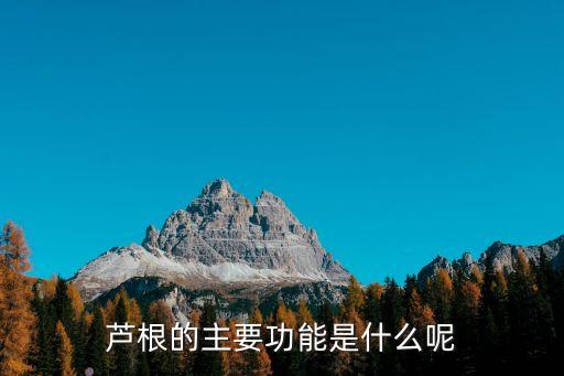 蘆根功效，蘆根有什么作用