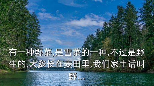 雪里青,雪蓮的根味:辛、涼、無毒