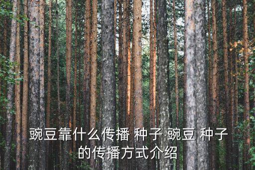 豌豆種子,如何種菜?記好四件事!