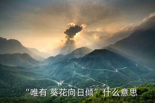 葵花向日,第一集:向日葵的花語是什么?