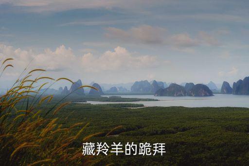 藏羚羊的跪拜，藏羚羊的跪拜