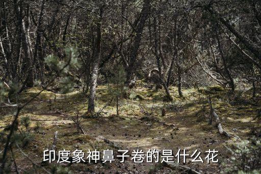 印度象神鼻子卷的是什么花