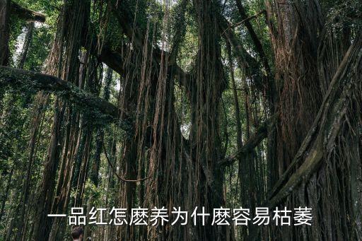 一品紅怎么養(yǎng)，一品紅 該怎么養(yǎng)啊