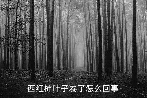 番茄卷葉,過早去心容易滋生芽芽導致葉片卷曲