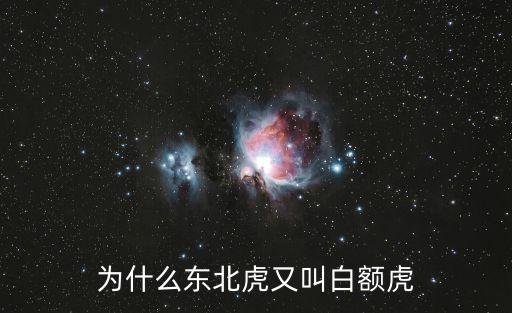 為什么東北虎又叫白額虎