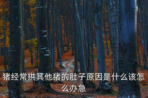 豬經常拱其他豬的肚子原因是什么該怎么辦急